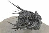 Spiny Leonaspis Trilobite - Amazing Flying Preparation #245565-1